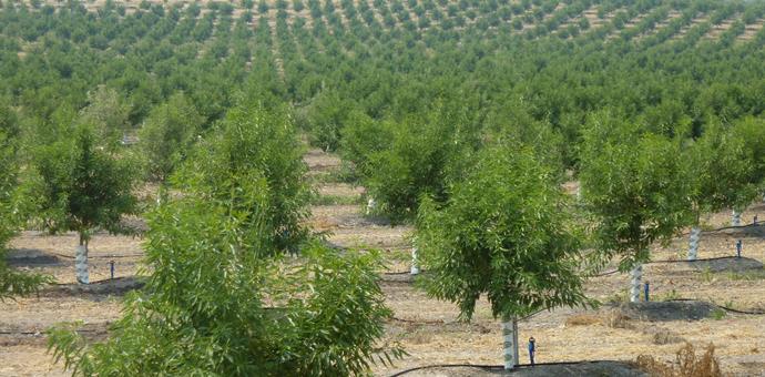 Almond orchard expansion in Stanislaus County.