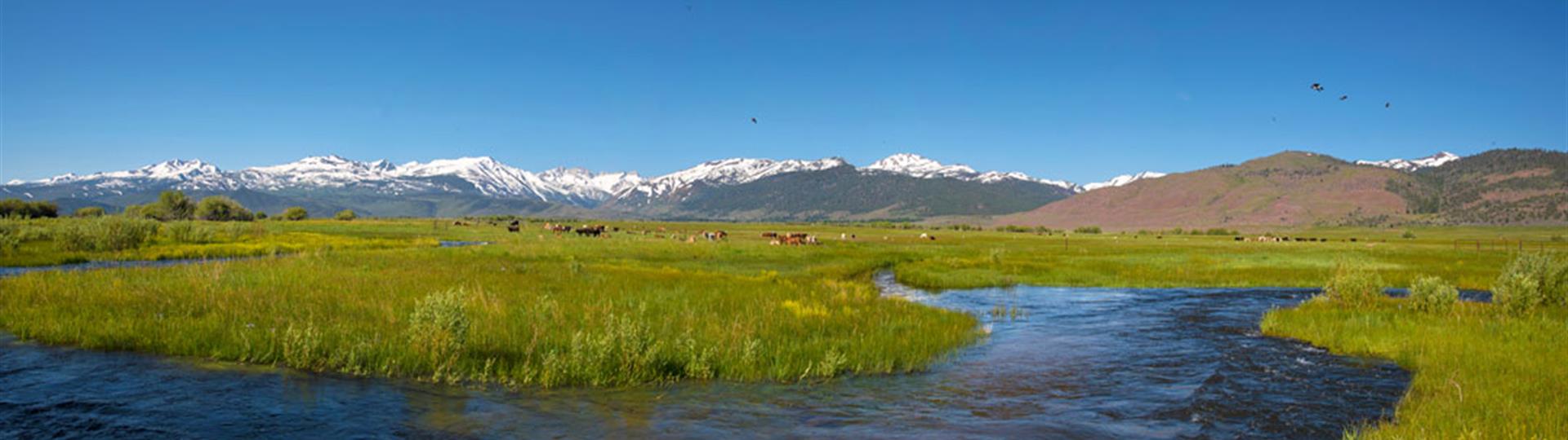 landscape view of sierra mountainfs with river in foreground and cattle in background